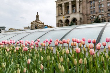 Üniversitenin bahçesinde bahar sarayı