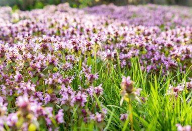 Yeşil çimenlikteki mor ve sarı çiçekli tarla