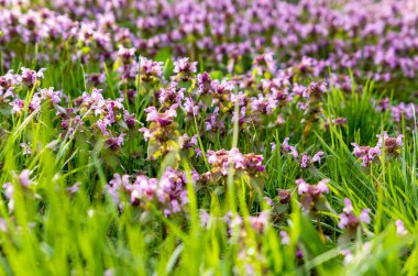 Yeşil çimenlikteki mor ve sarı çiçekli tarla