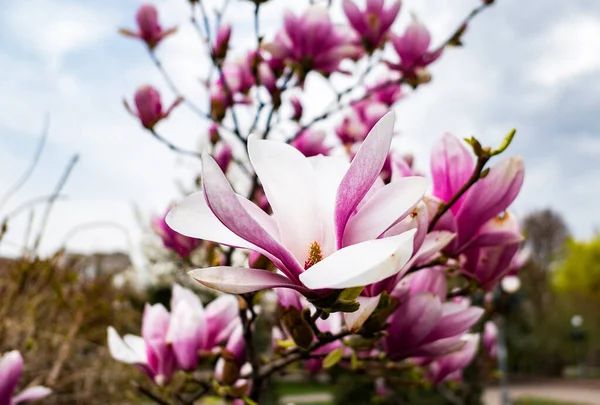 Bahar parkında çiçek açan pembe ve beyaz manolya çiçekleri