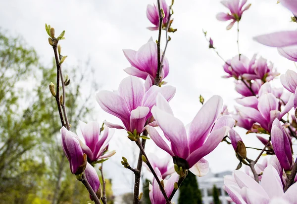 Bahar parkında çiçek açan pembe ve beyaz manolya çiçekleri
