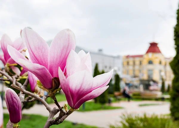 Růžové Bílé Kvetoucí Magnólie Květiny Jarním Parku — Stock fotografie