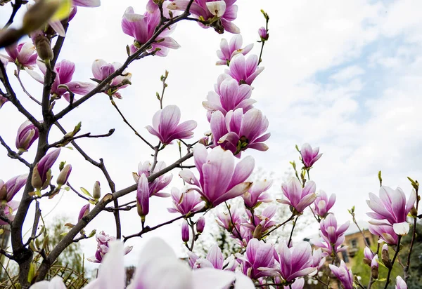 Bahar parkında çiçek açan pembe ve beyaz manolya çiçekleri