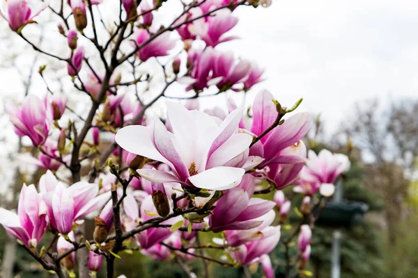 Bahar parkında çiçek açan pembe ve beyaz manolya çiçekleri