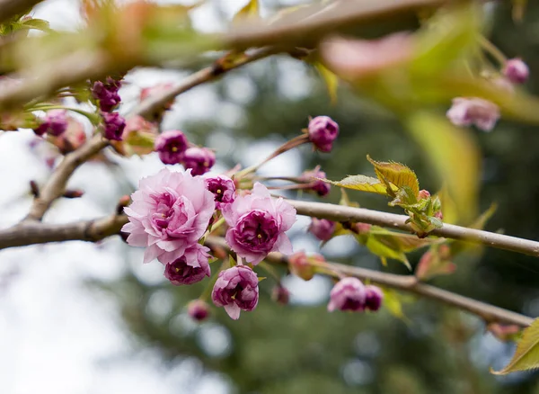 Fiori Rosa Bianchi Ciliegia Sakura Giardino Primaverile — Foto Stock