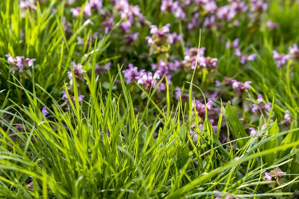 Yeşil çimenlikteki mor ve sarı çiçekli tarla
