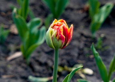 Baharda, Ukrayna 'da bahçede güzel laleler