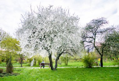 İlkbaharda bahçede baharda çiçek açan elma ağaçları olan bankta yalnız bir adam.