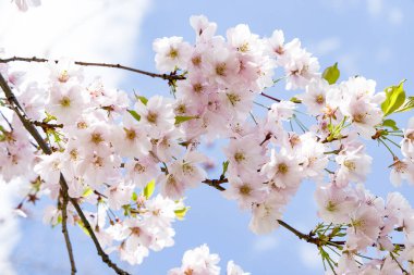 Mavi gökyüzüne karşı kiraz çiçeği