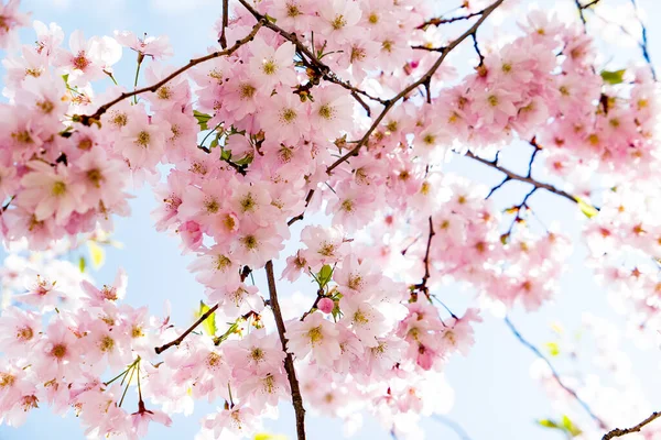 Mooie Sakura Bloemen Het Voorjaar Kersenbloesems Ukraïne Stockfoto