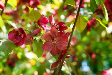 Güzel bahar Çiçek bahçesinde
