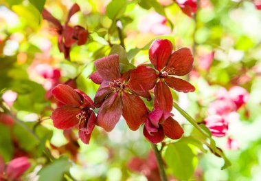 Bahçede büyüyen güzel çiçeklerin yakın çekimi