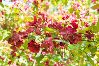 Kiraz çiçeğinin güzel çiçekleri