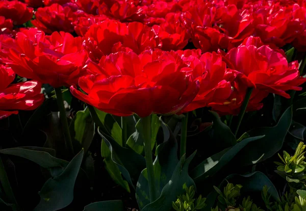 Belles Tulipes Rouges Poussant Dans Jardin — Photo