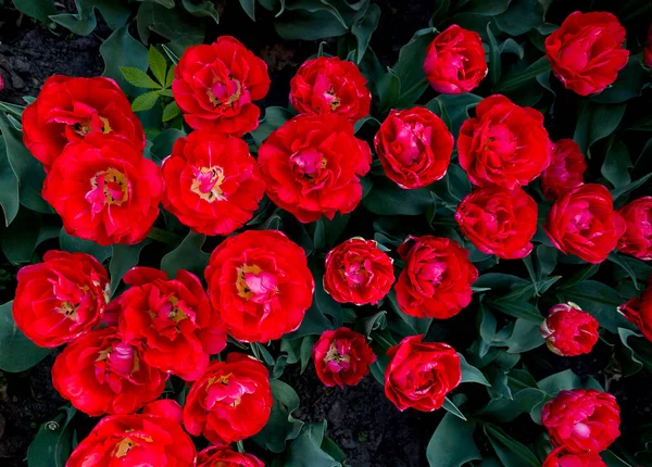 Röda Och Vita Tulpaner Trädgården — Stockfoto