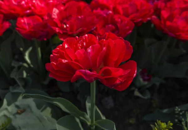 Vue Rapprochée Belles Fleurs Rouges Poussant Jardin — Photo