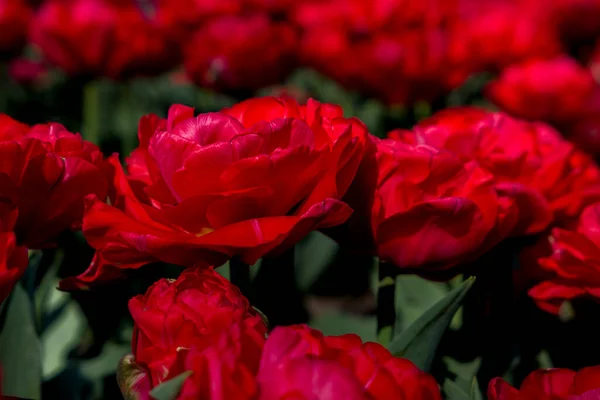 Belles Tulipes Rouges Dans Jardin — Photo