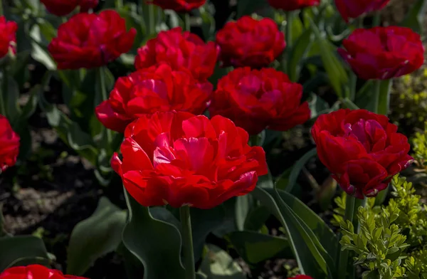 Fleurs Tulipes Rouges Blanches Jaunes Roses Noires Sur Une Pelouse — Photo
