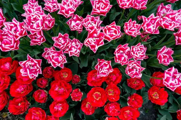 Pink Roses Background Green Red Tulips — Stock Photo, Image