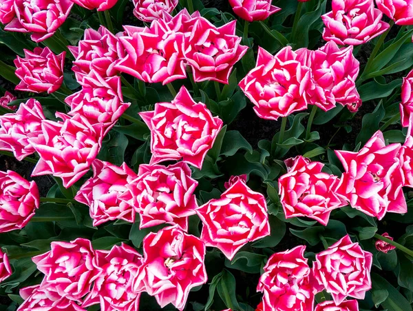 Close Van Kleurrijke Bloem — Stockfoto