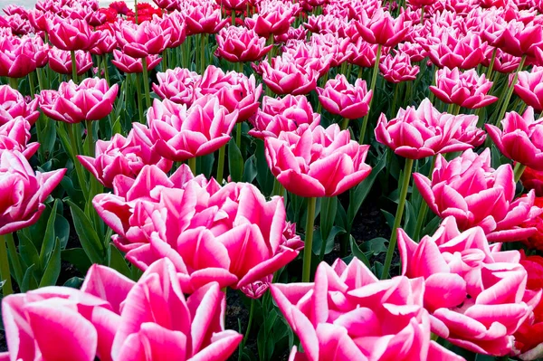 Tulipes Roses Poussant Dans Jardin — Photo