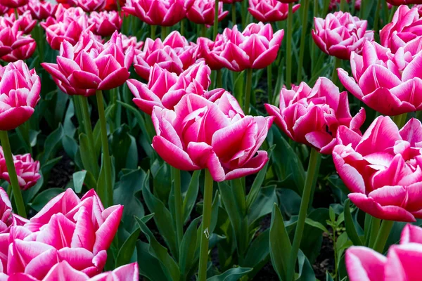 Belles Fleurs Tulipes — Photo