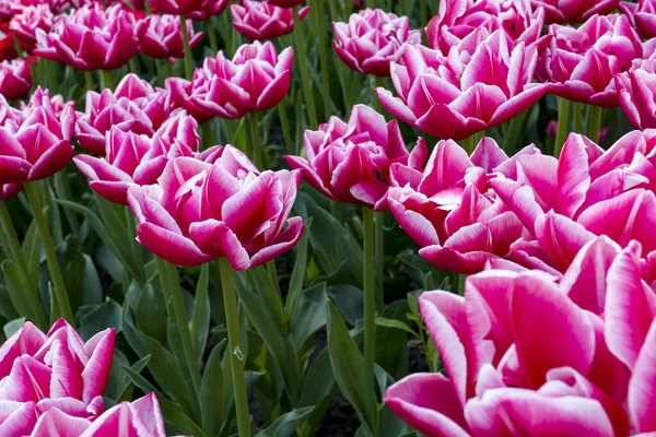 Tulip Flowers Garden — Stock Photo, Image