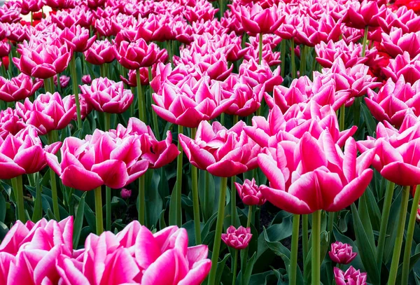 Des Tulipes Roses Poussant Dans Parc — Photo