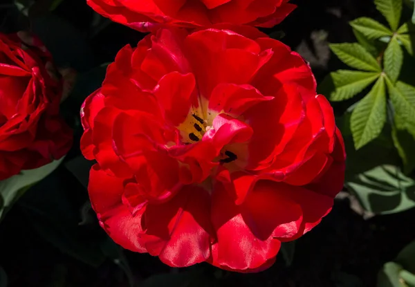 Beautiful Red Rose Garden — Stock Photo, Image