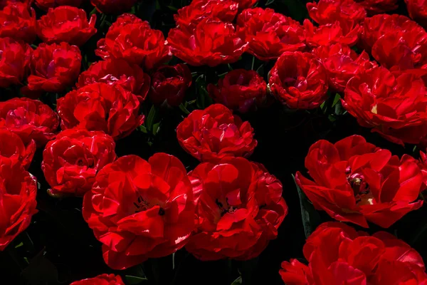 Beautiful Red White Tulips Garden — Stock Photo, Image