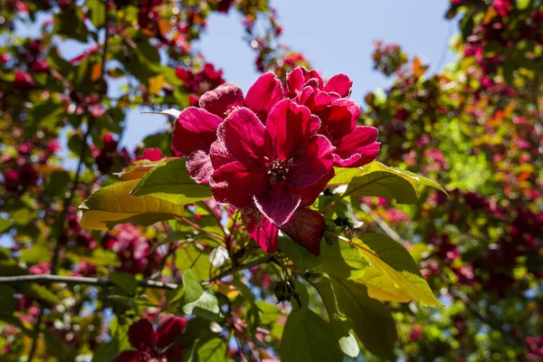 Bahçedeki güzel pembe çiçekler