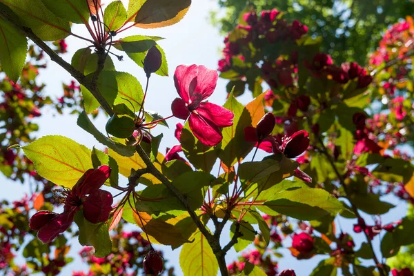 Bahçedeki güzel çiçekler