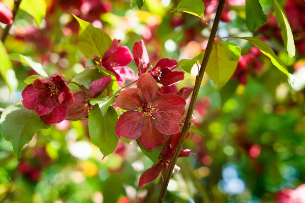 Güzel bahar Çiçek bahçesinde