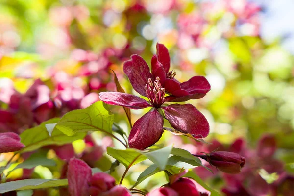 Güzel çiçek açan kiraz çiçeklerine yakın.