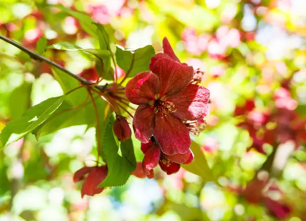 Güneşli bir günde çiçek açan bir ağacın dalı.