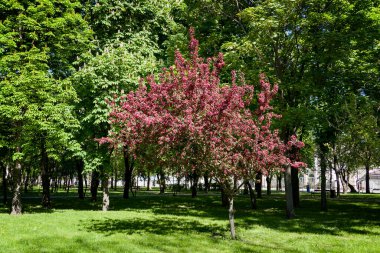 Yazın açan güzel elma ağacı..