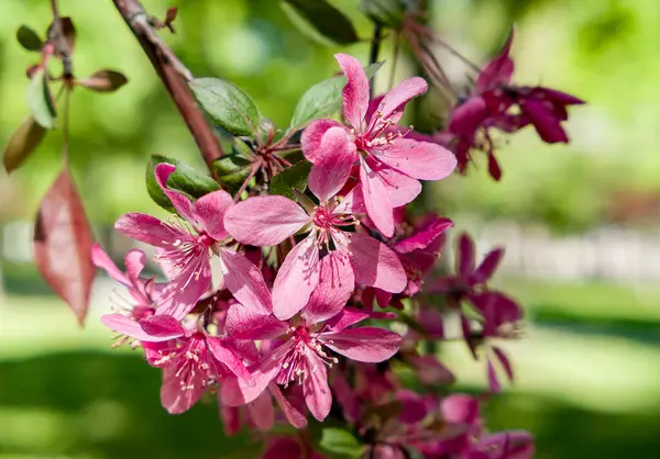 pembe bahar ağacı dalı