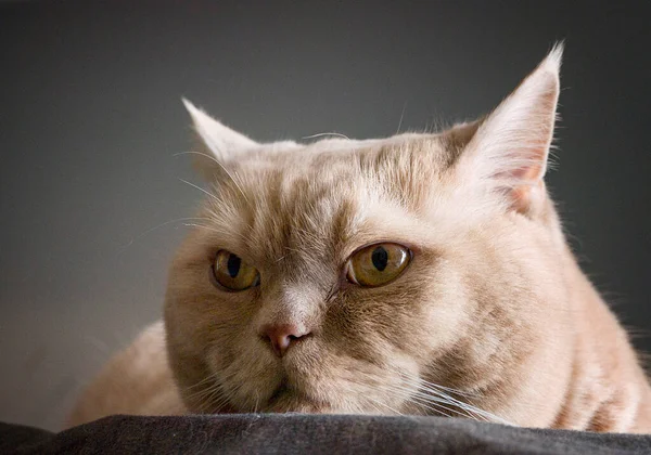 Sad Cat Portrait Yellow Eyes — Stock Photo, Image