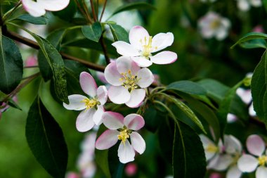 İlkbaharda elmanın güzel beyaz çiçekleri yeşil arka planda