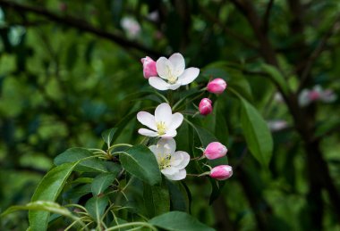 güzel çiçekler, Bahar