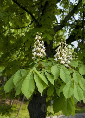 bir kestane ağacının çiçek açan dalları.