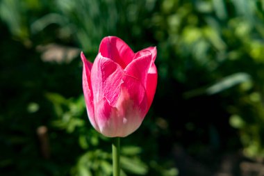İlkbaharda güzel pembe laleler, kapatın.