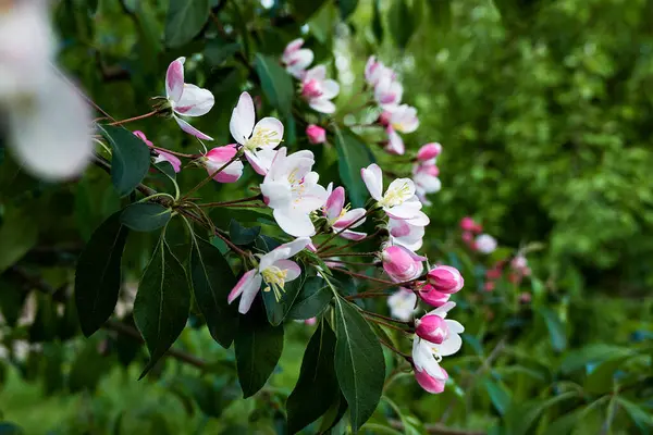Güzel açan bahar çiçekleri