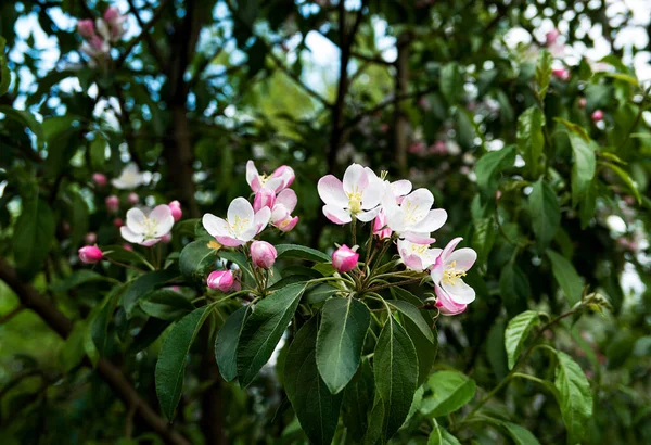 Krásný Botanický Záběr Květinová Tapeta — Stock fotografie