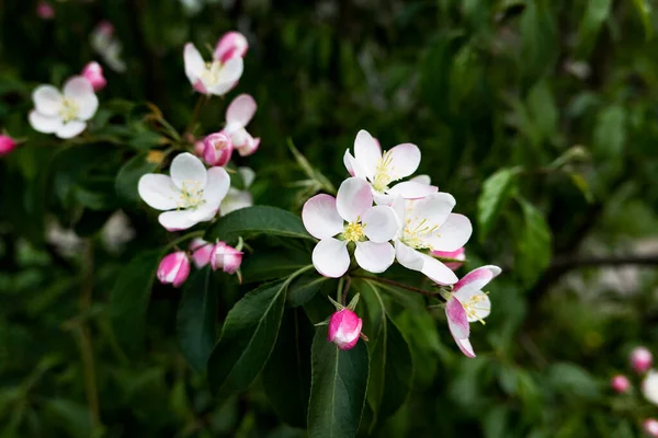 Bahçedeki ağaçta büyüyen beyaz çiçek, bitki.