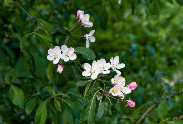 Bulanık arkaplanda güzel çiçekler, kapat