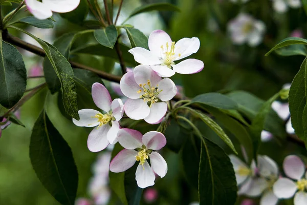 İlkbaharda elmanın güzel beyaz çiçekleri yeşil arka planda