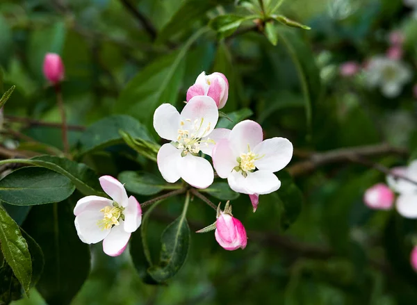 Bir bahar günü pembe elma çiçekleri.