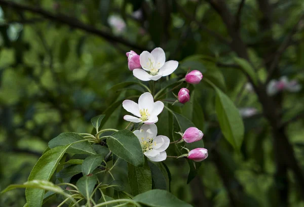 güzel çiçekler, Bahar