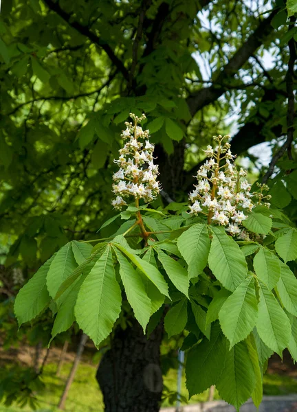 bir kestane ağacının çiçek açan dalları.